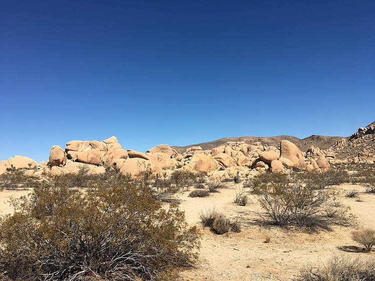 Joshua Tree NP